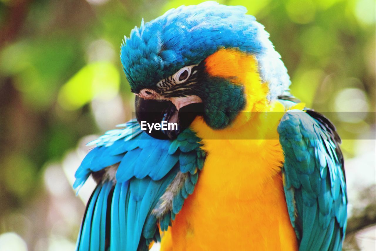 Close-up of gold and blue macaw in forest