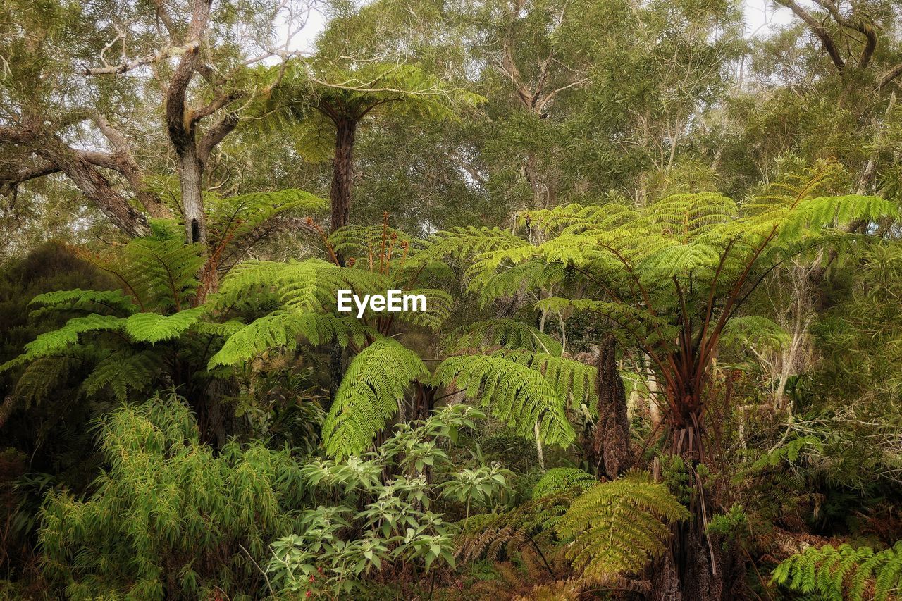 Scenic view of forest