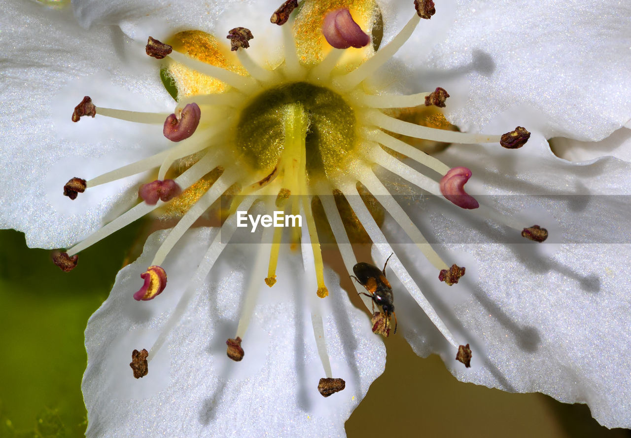 Close-up of white flowering plant