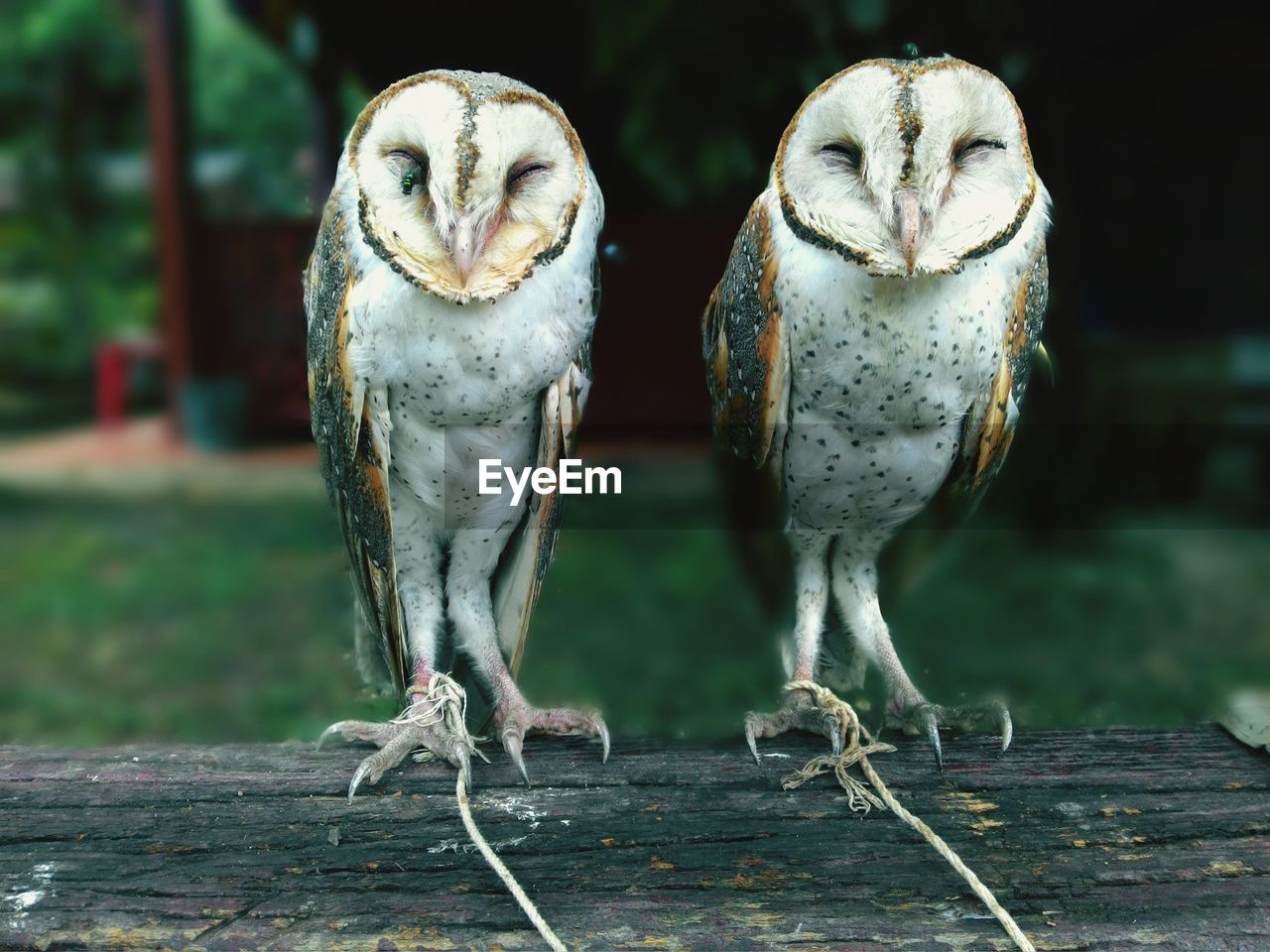 Portrait of two owls perching on a log