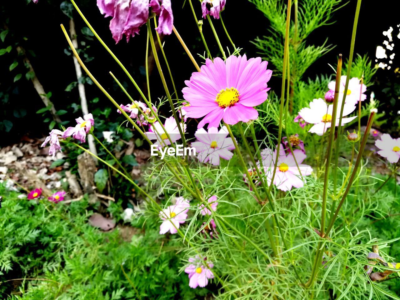 CLOSE-UP OF FRESH PINK FLOWERS BLOOMING IN PLANT