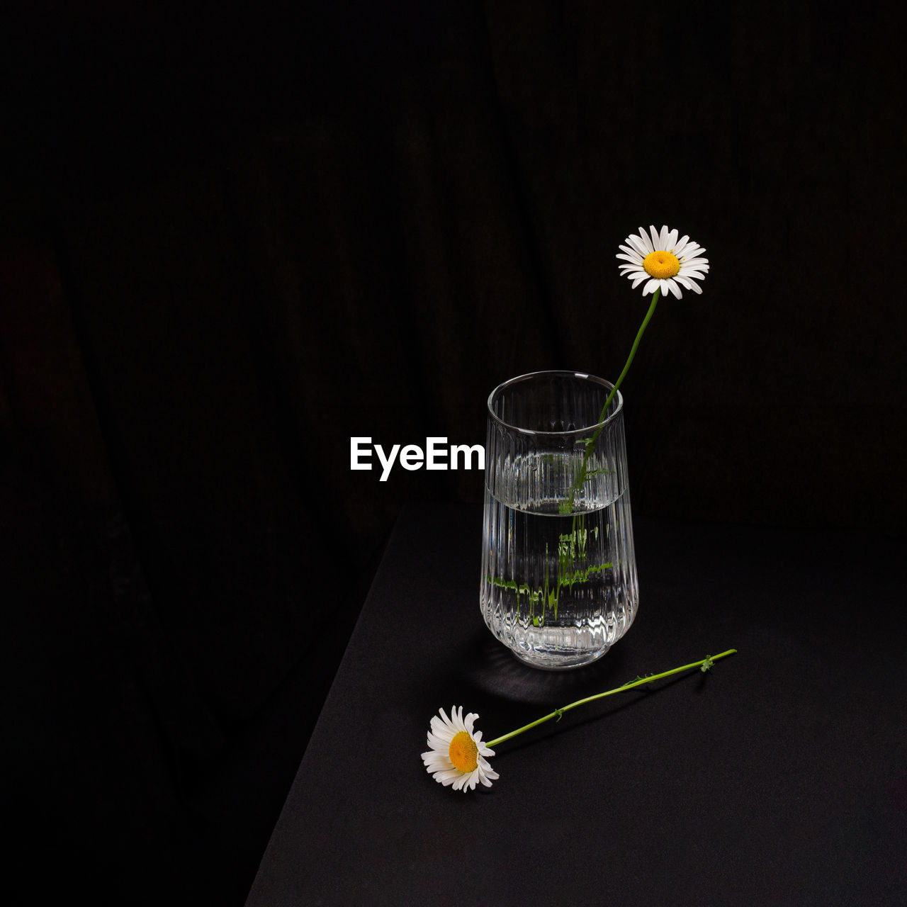 Close-up of white flowers on table, daisy, moody flower's 