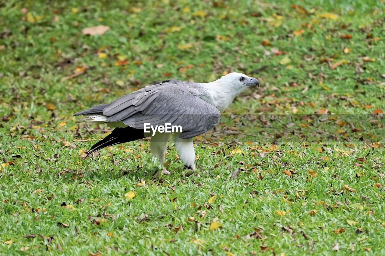 animal themes, animal, bird, animal wildlife, wildlife, one animal, grass, plant, green, nature, beak, no people, day, land, field, outdoors, full length