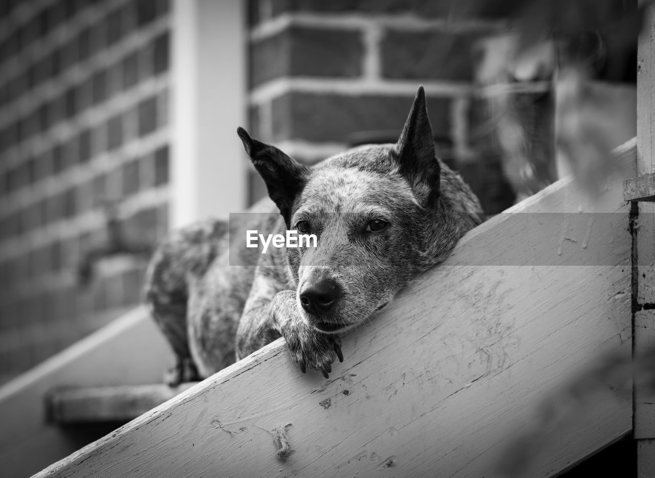 PORTRAIT OF DOG LYING ON WOOD
