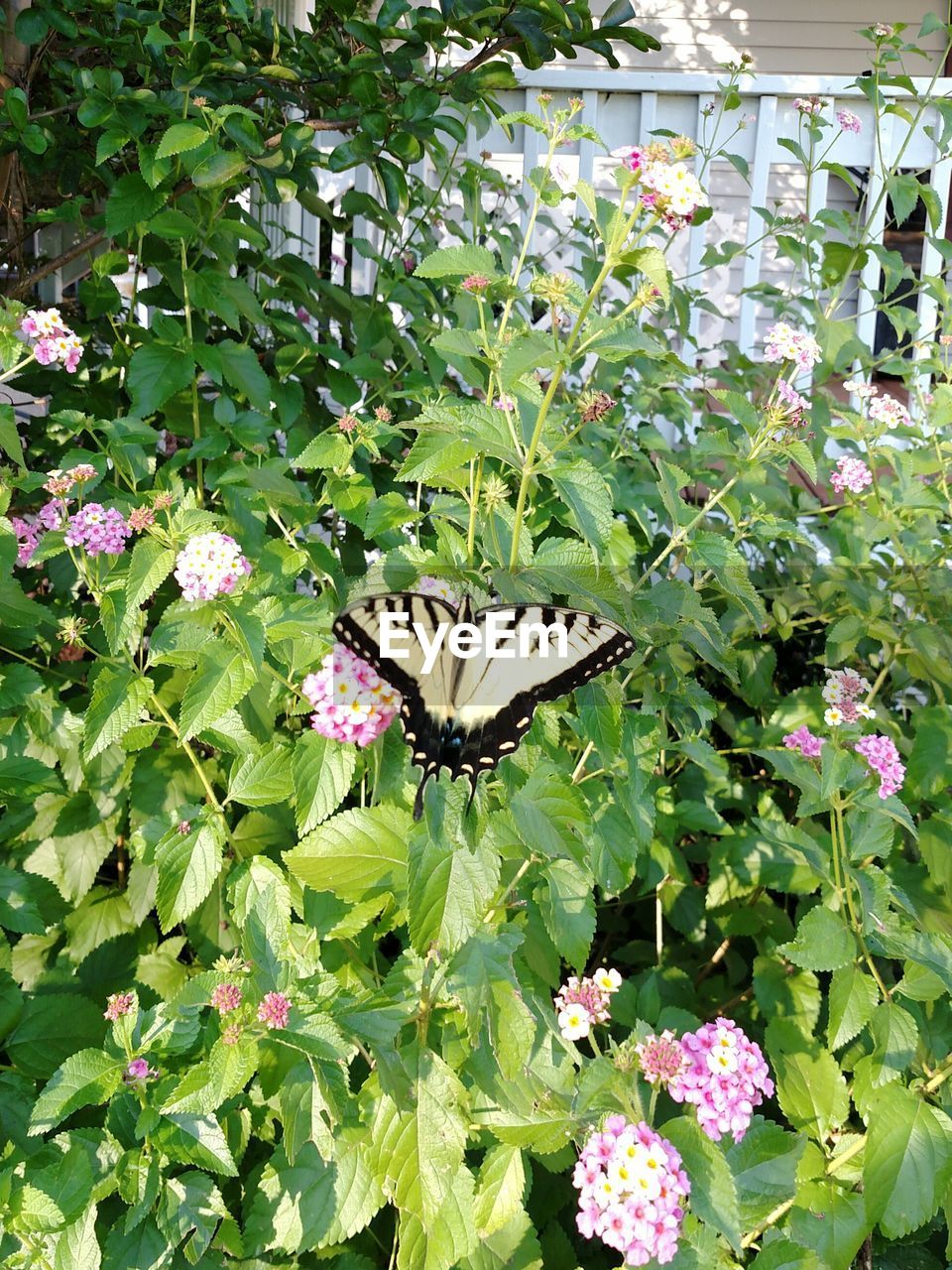 BUTTERFLY PERCHING ON FLOWERS