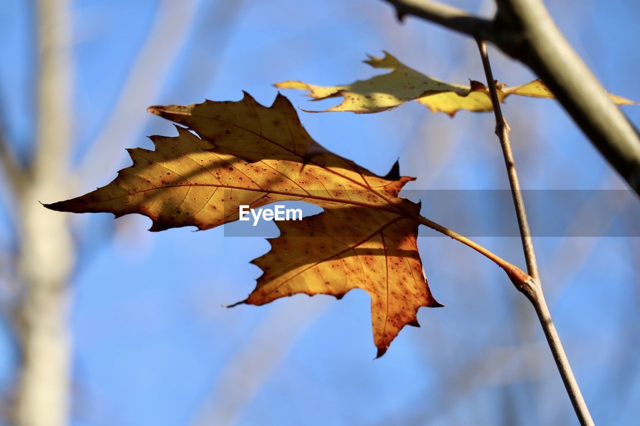 LOW ANGLE VIEW OF MAPLE LEAVES ON PLANT