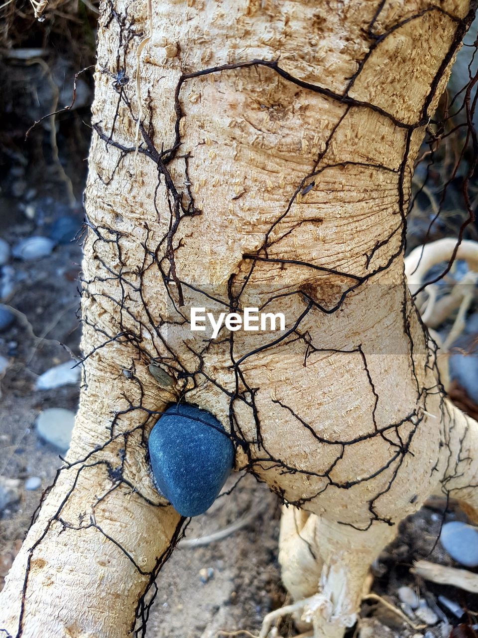 CLOSE-UP OF DEAD TREE TRUNK