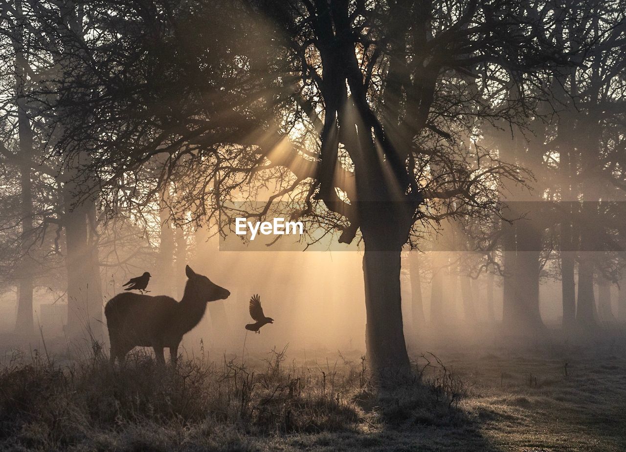 Deer and bird silhouettes during a misty winter sunrise 