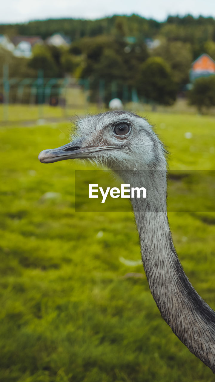 Ostrich or emu on a field