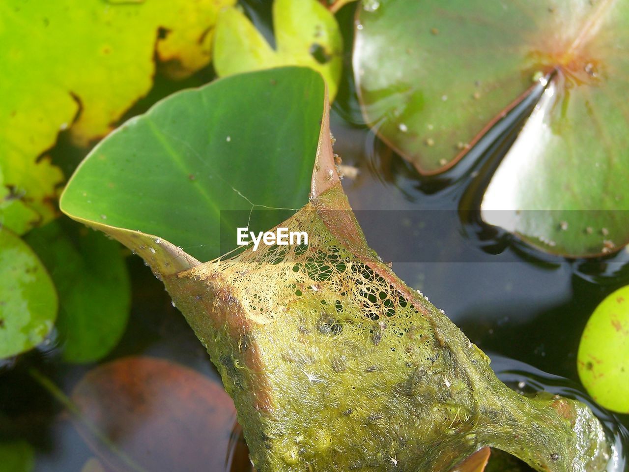 CLOSE-UP OF WATER LILY ON LEAVES FLOATING ON LAKE