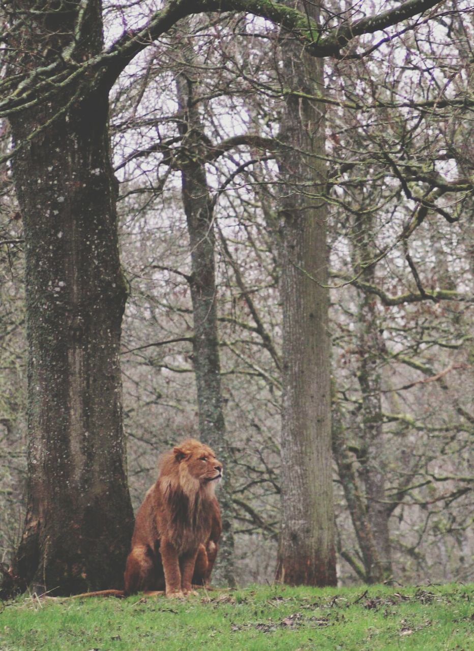 Cat in forest