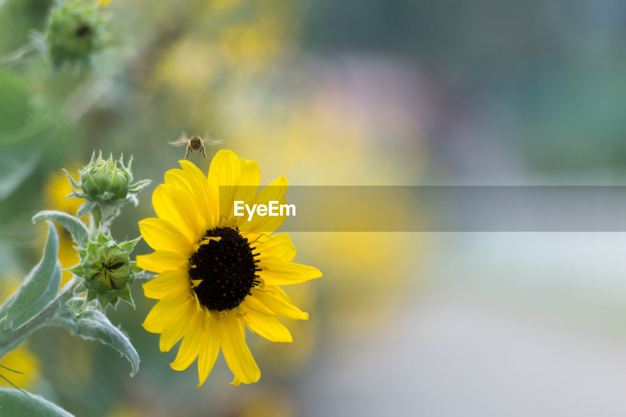 CLOSE-UP OF YELLOW FLOWER