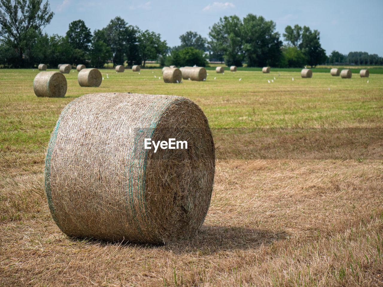 HAY BALES IN FIELD