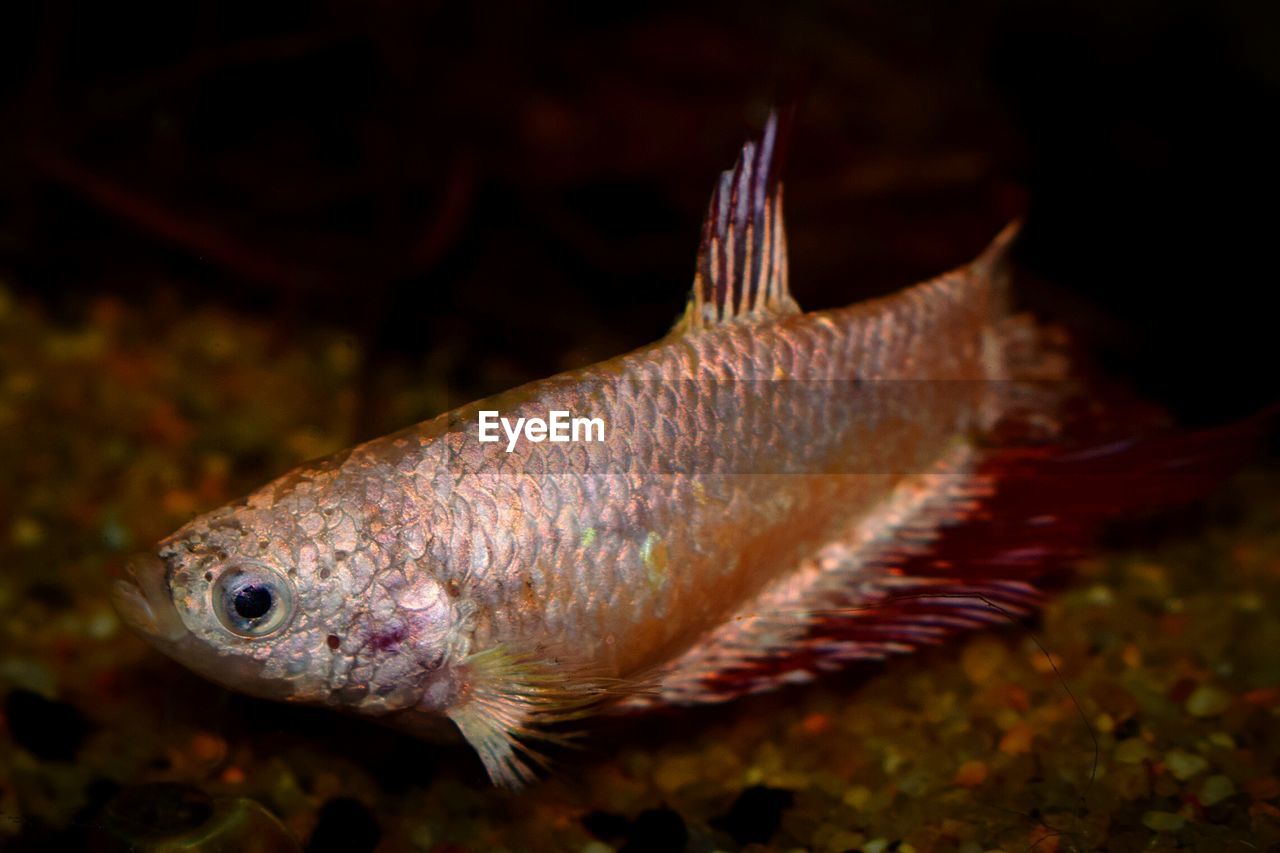 CLOSE-UP OF FISH SWIMMING