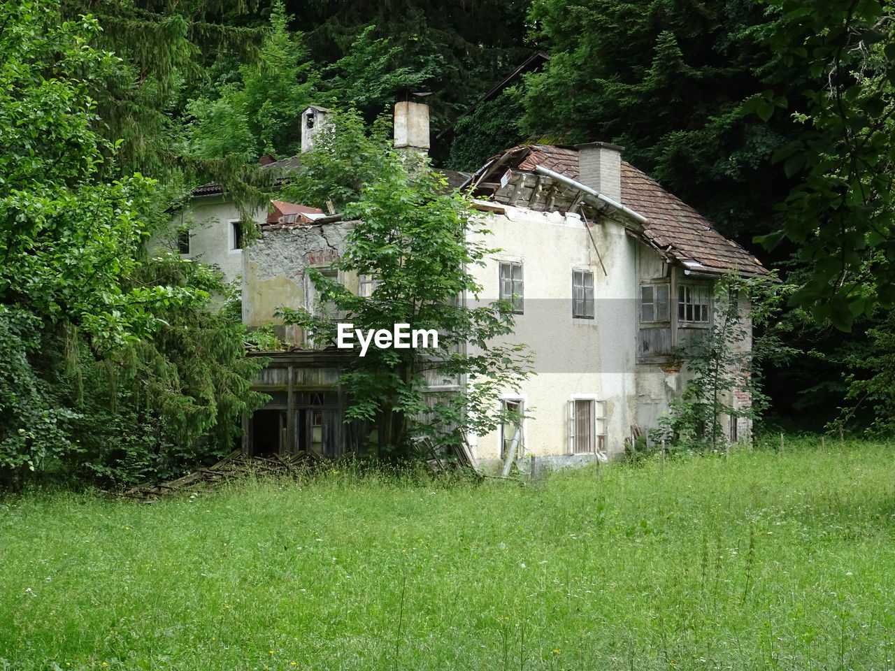 PLANTS GROWING ON OLD BUILDING