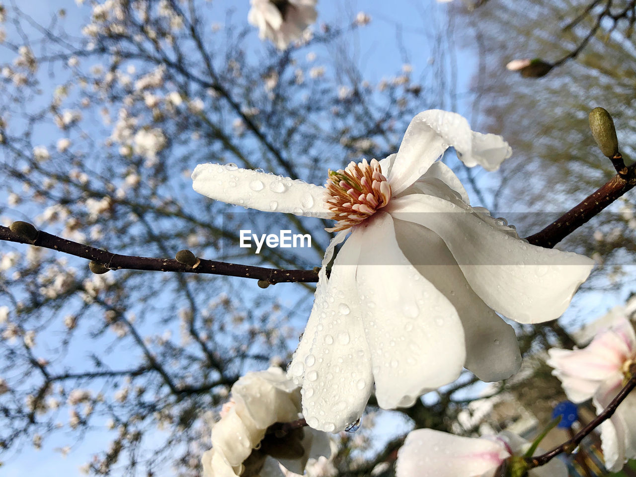 Low angle view of white magnolia tree