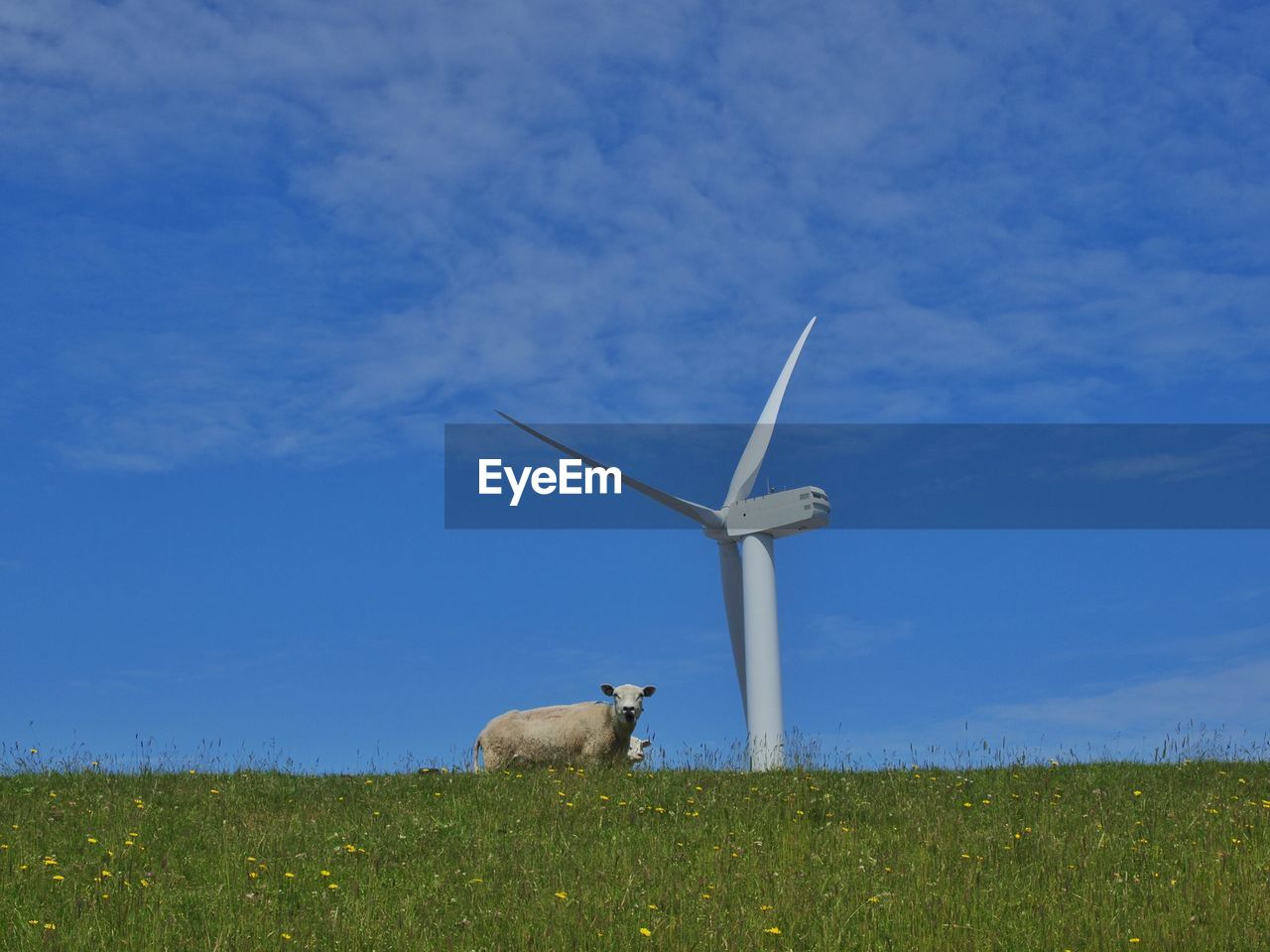 Low angle view of sheep by windmill against blue sky