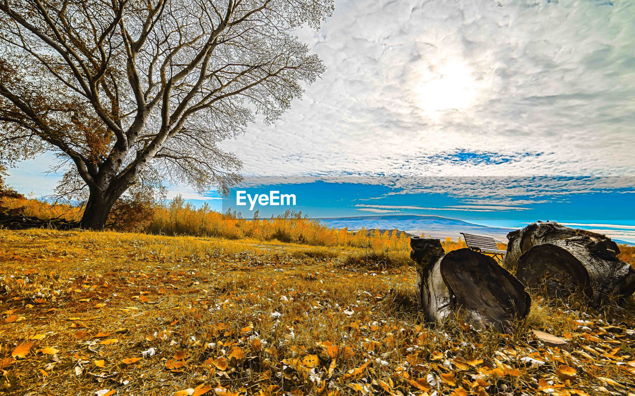 Bare trees on field against sky during autumn