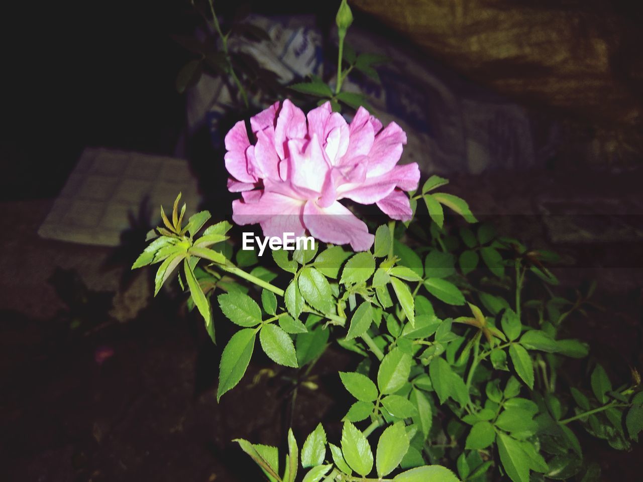 CLOSE-UP OF PINK FLOWERING PLANTS