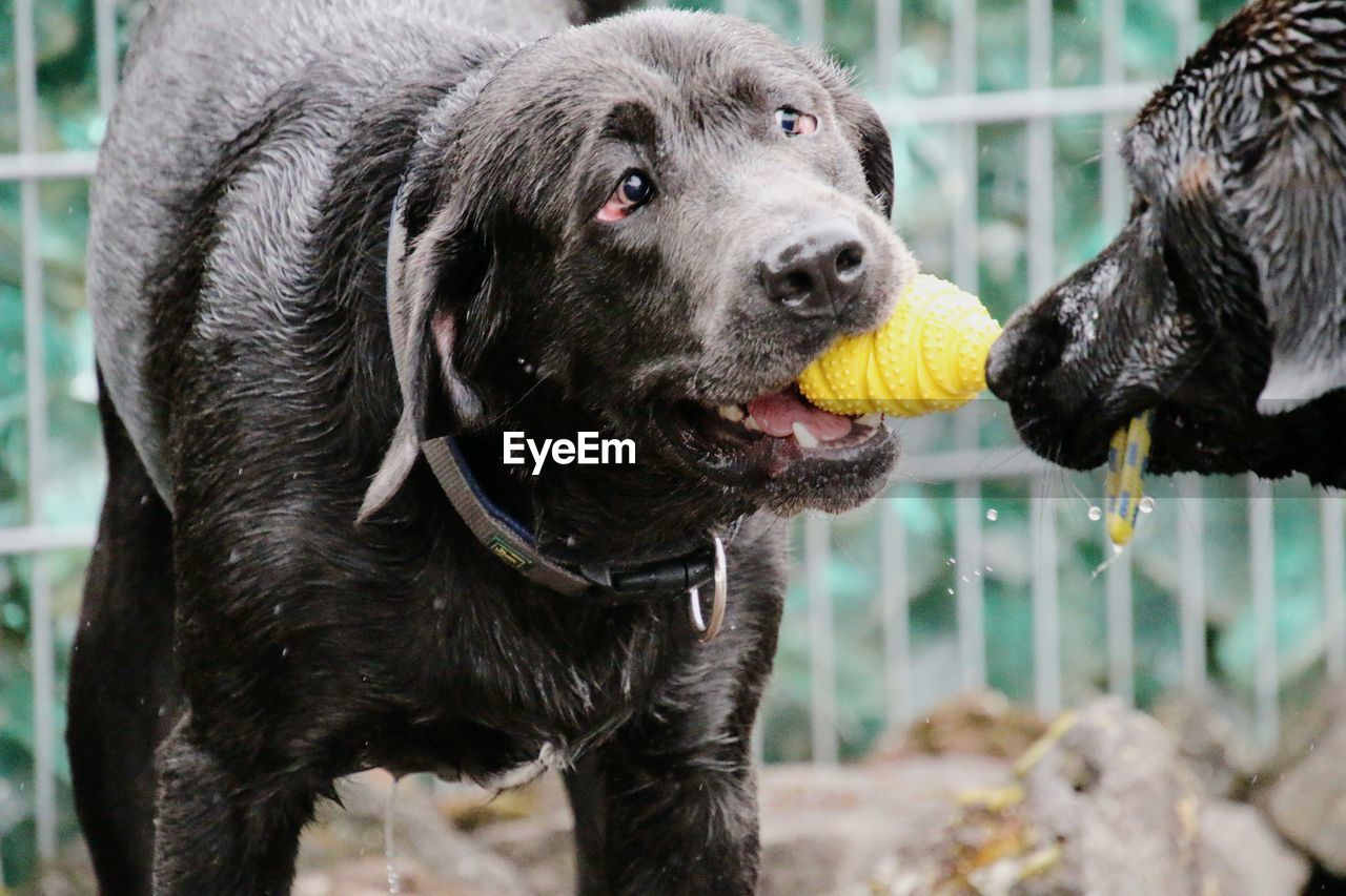 animal themes, animal, pet, canine, dog, mammal, domestic animals, one animal, labrador retriever, retriever, water, ball, no people, black, day, animal body part, focus on foreground, outdoors, nature, puppy, carnivore, wet