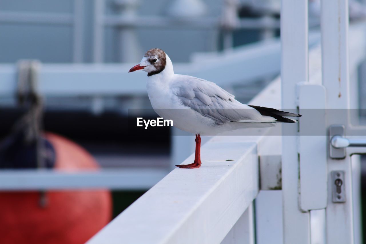 Seagull perching on railing