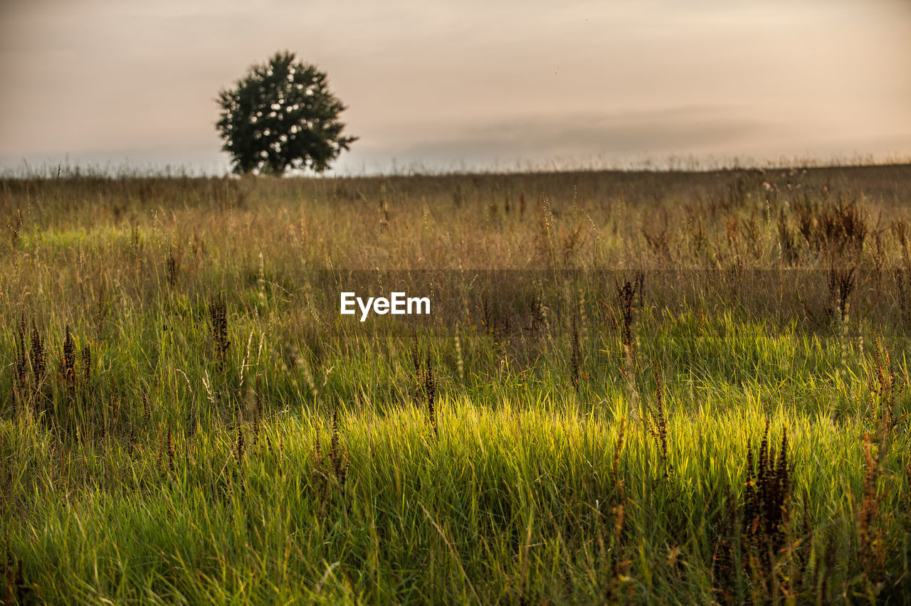 Scenic view of grassy landscape against cloudy sky