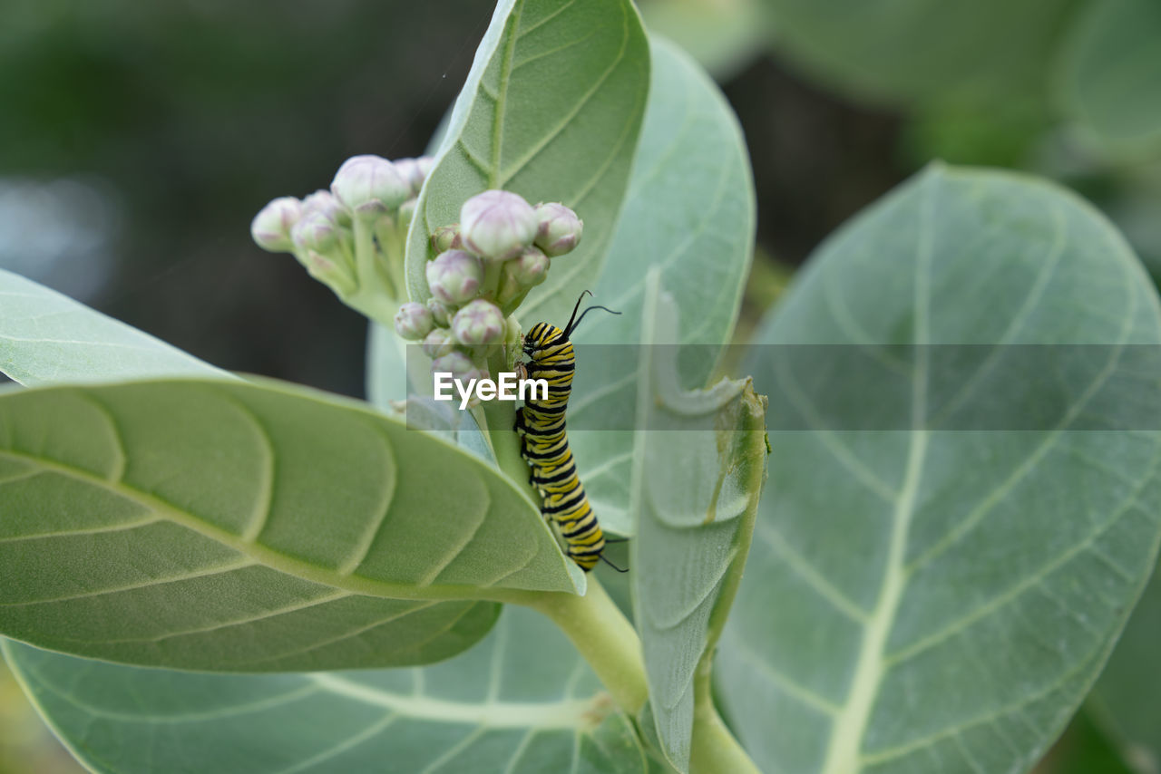 CLOSE-UP OF INSECT ON PLANT LEAVES