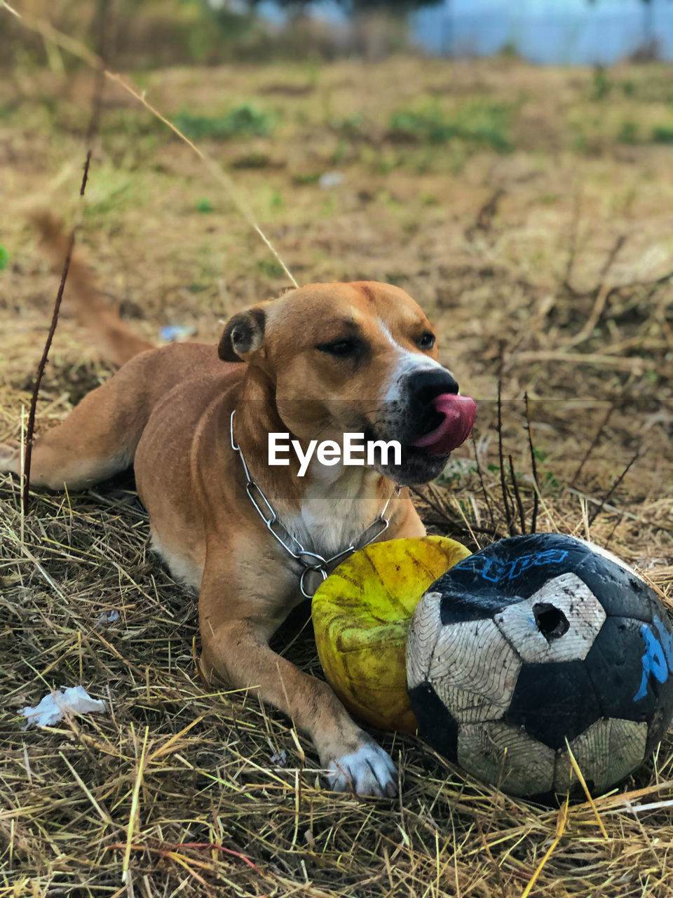 DOG LYING ON THE GROUND