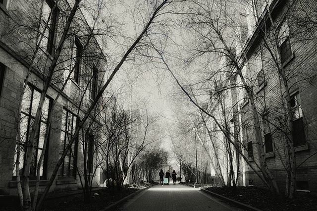 TREELINED ALONG ROAD