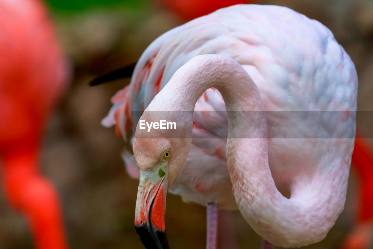 Close-up of flamingo