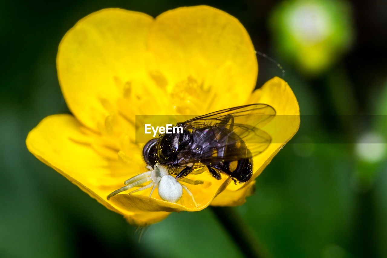 CLOSE-UP OF BEE ON YELLOW FLOWER AGAINST BLURRED BACKGROUND