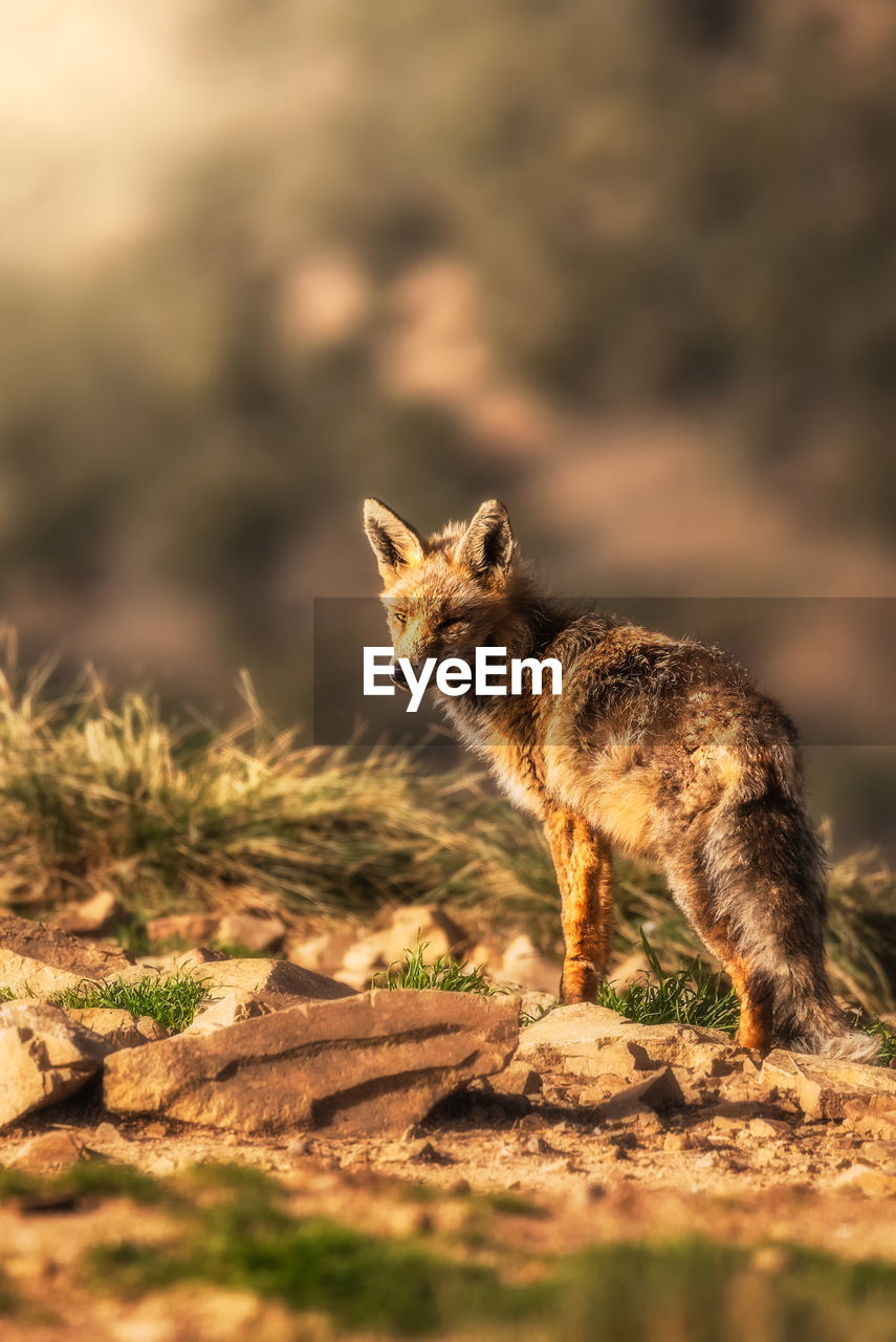 Wild animal in dry grass in autumn