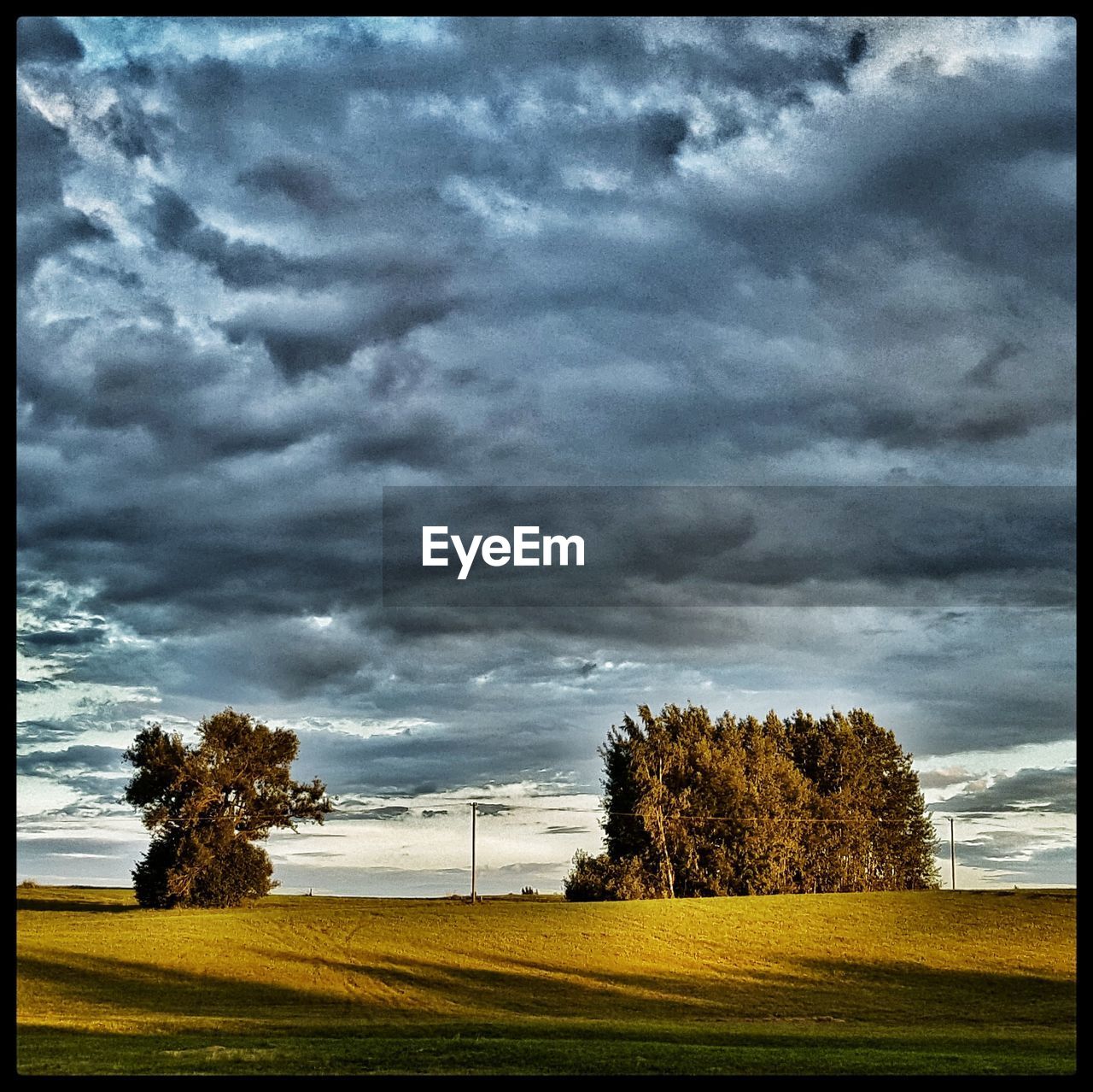 TREES GROWING ON FIELD AGAINST STORM CLOUDS