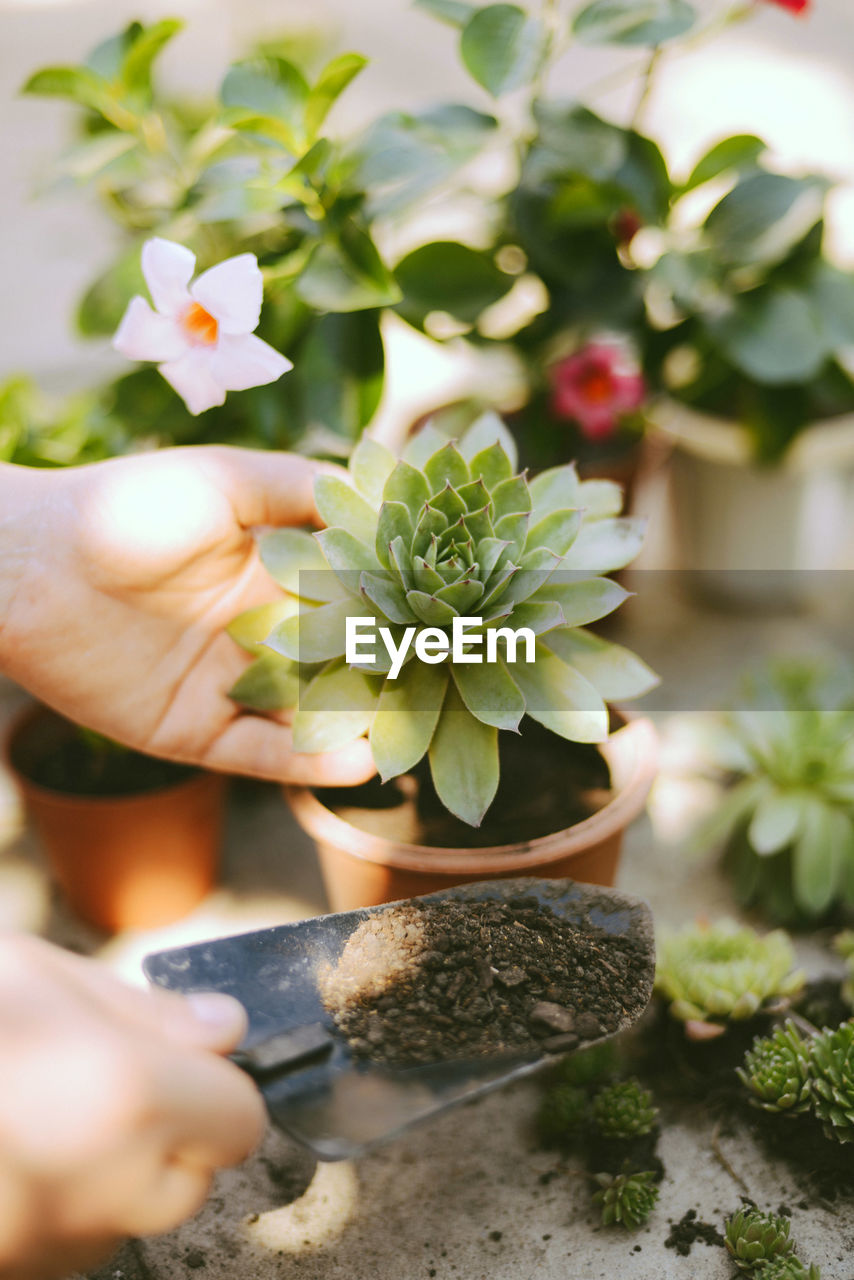 Cropped hand planting at yard