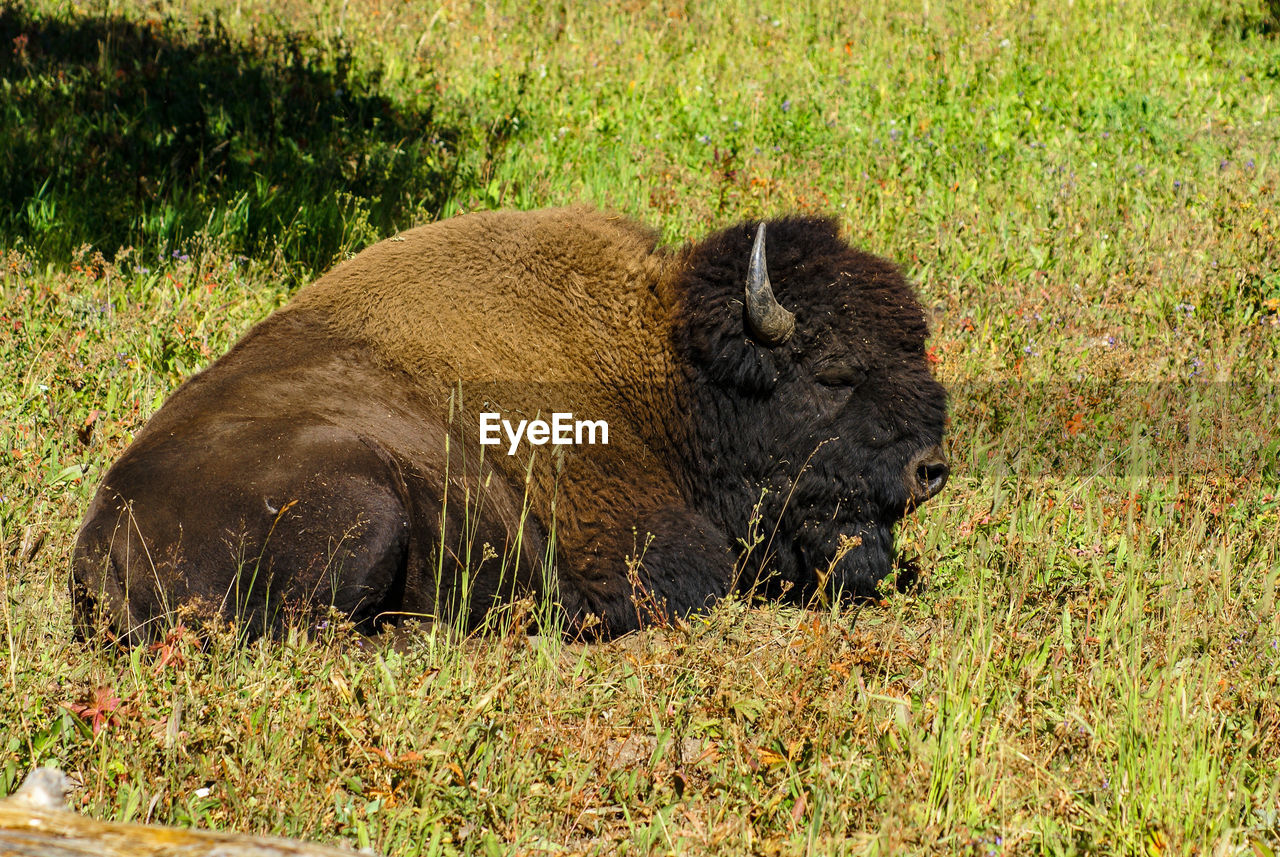 SIDE VIEW OF ELEPHANT ON FIELD