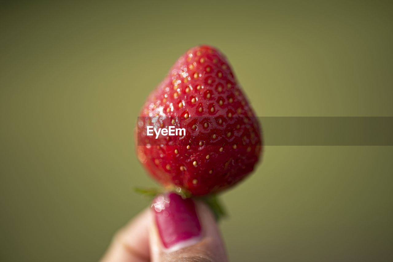 CLOSE-UP OF WOMAN HOLDING STRAWBERRY