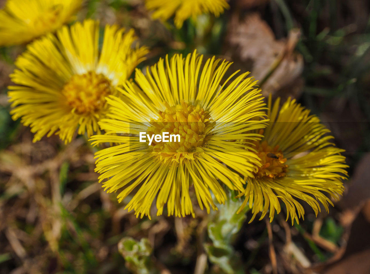 CLOSE UP OF YELLOW FLOWERING PLANT