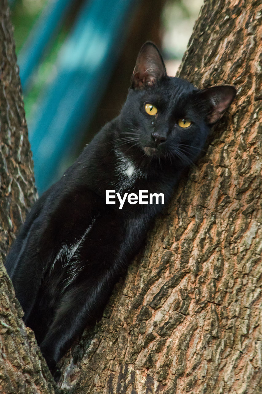 Black cat climbing on a tree sit and lie down and enjoy.