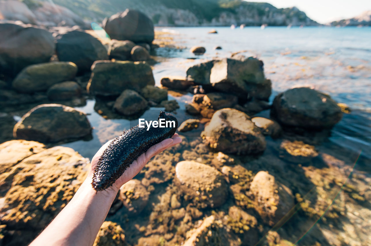 Cropped hand holding sea cucumber