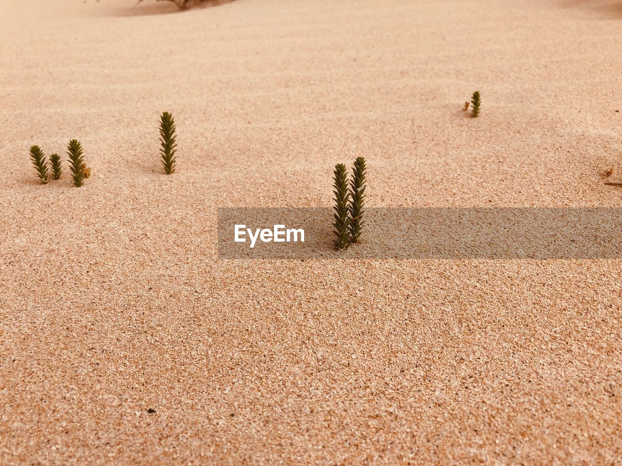 High angle view of plants growing on sand