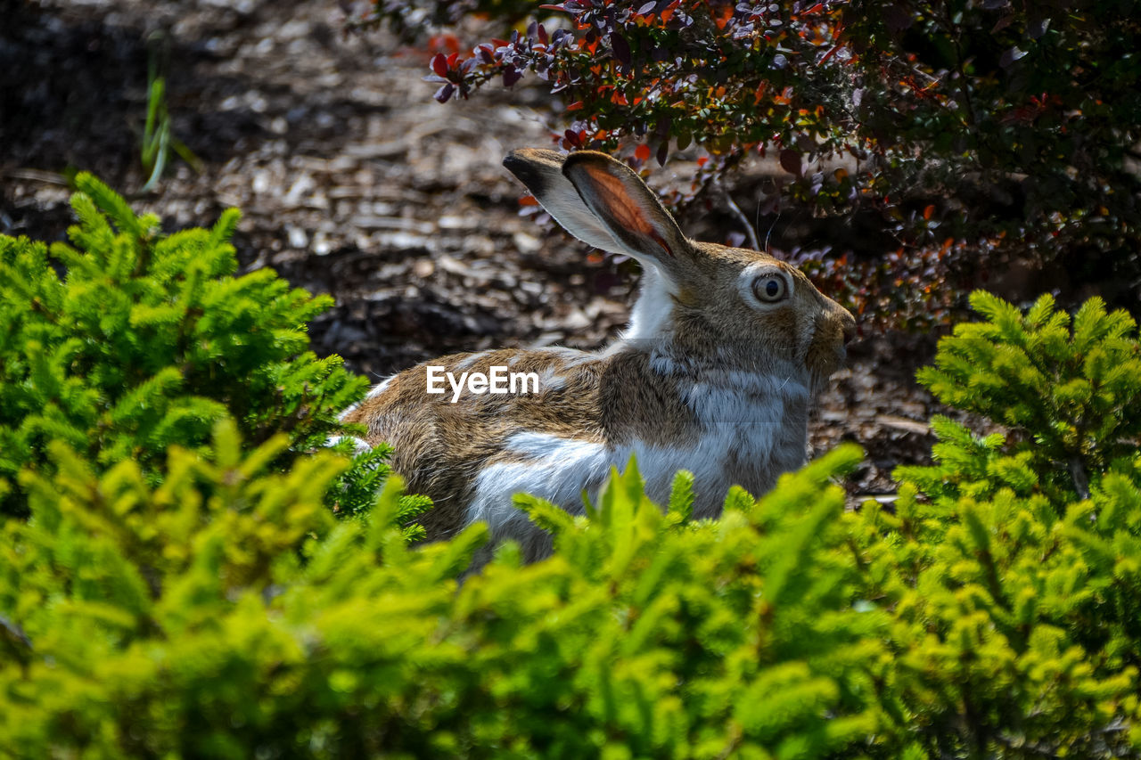 Rabbit amidst plants on field