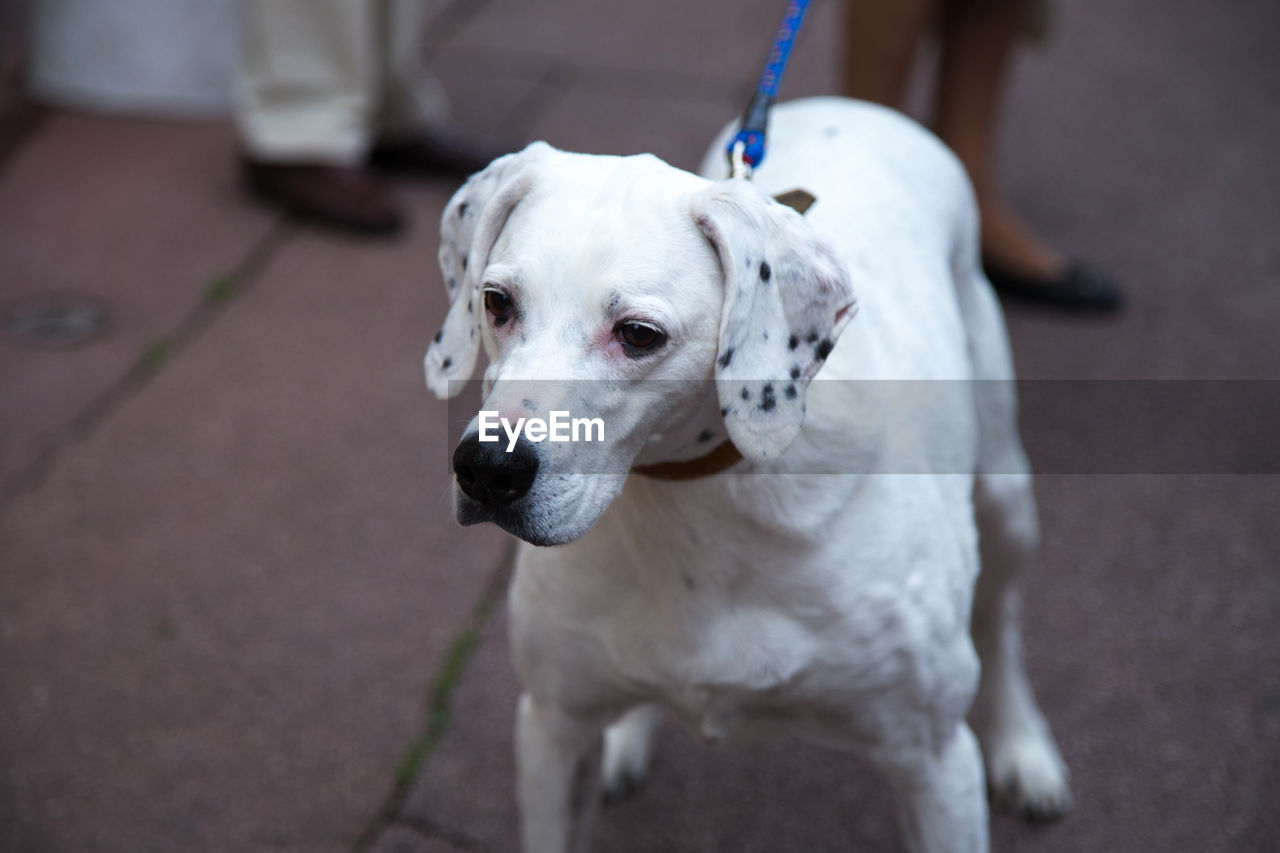 Close-up of white dog on footpath