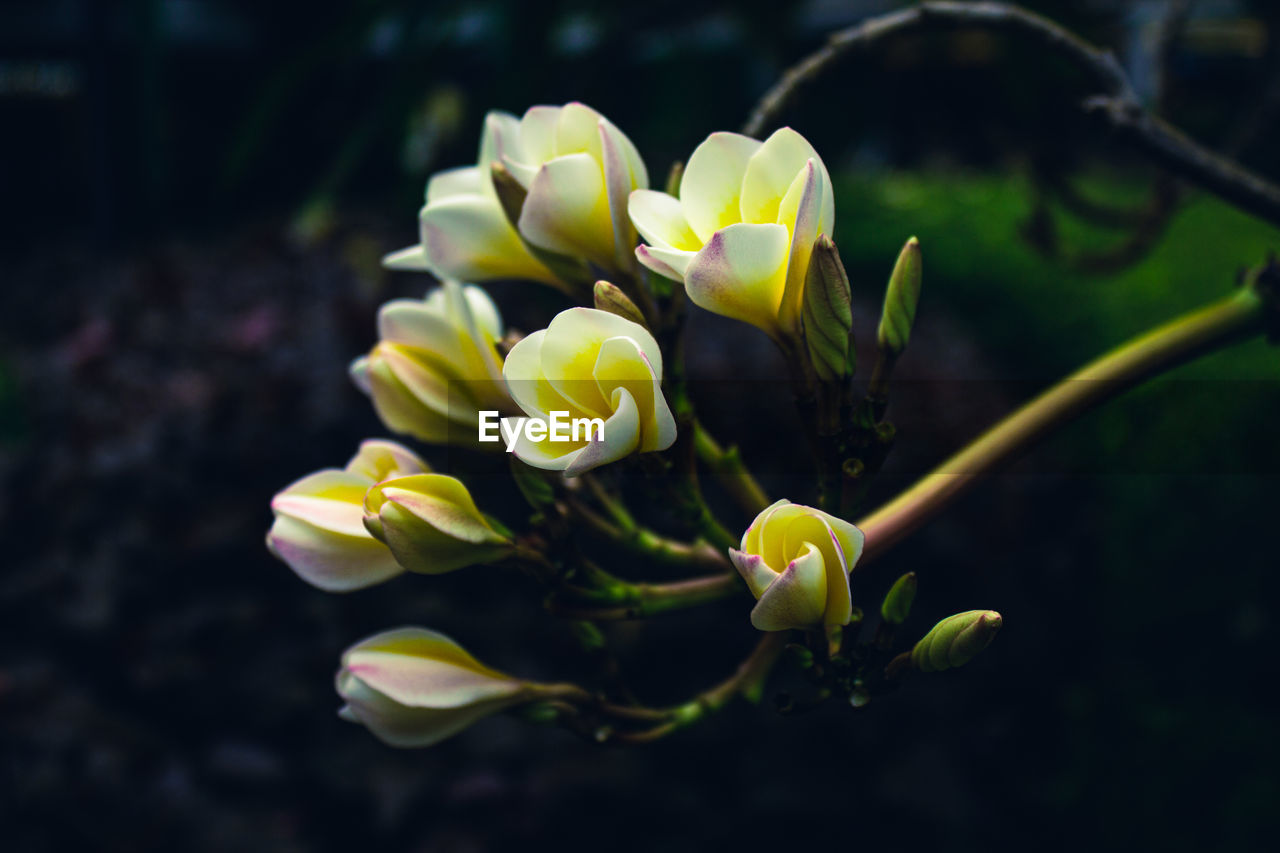 CLOSE-UP OF YELLOW FLOWER