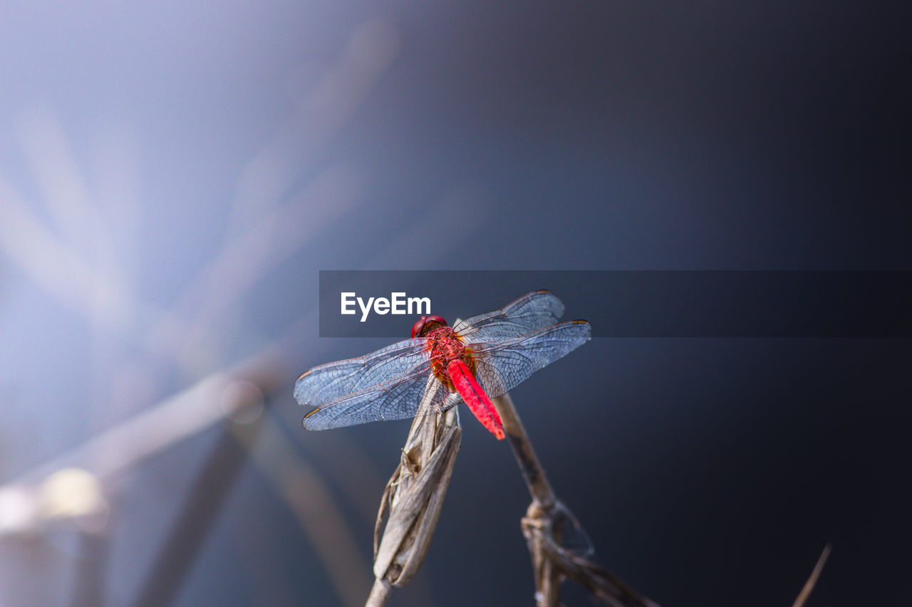 Close-up of damselfly on leaf