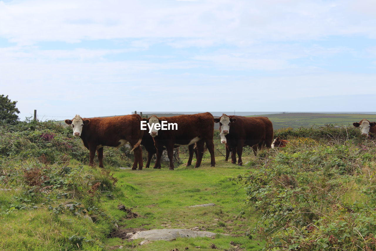COWS STANDING IN FIELD