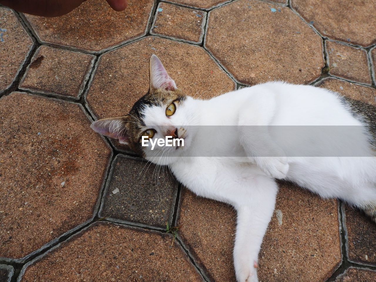 HIGH ANGLE VIEW PORTRAIT OF WHITE CAT STANDING ON TILED FLOOR