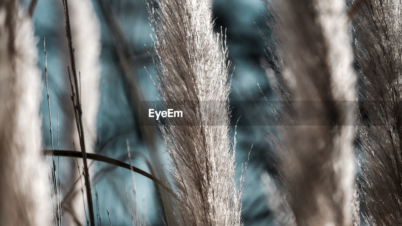 CLOSE-UP OF DRIED LEAF