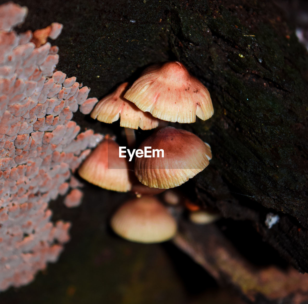 CLOSE-UP VIEW OF MUSHROOM