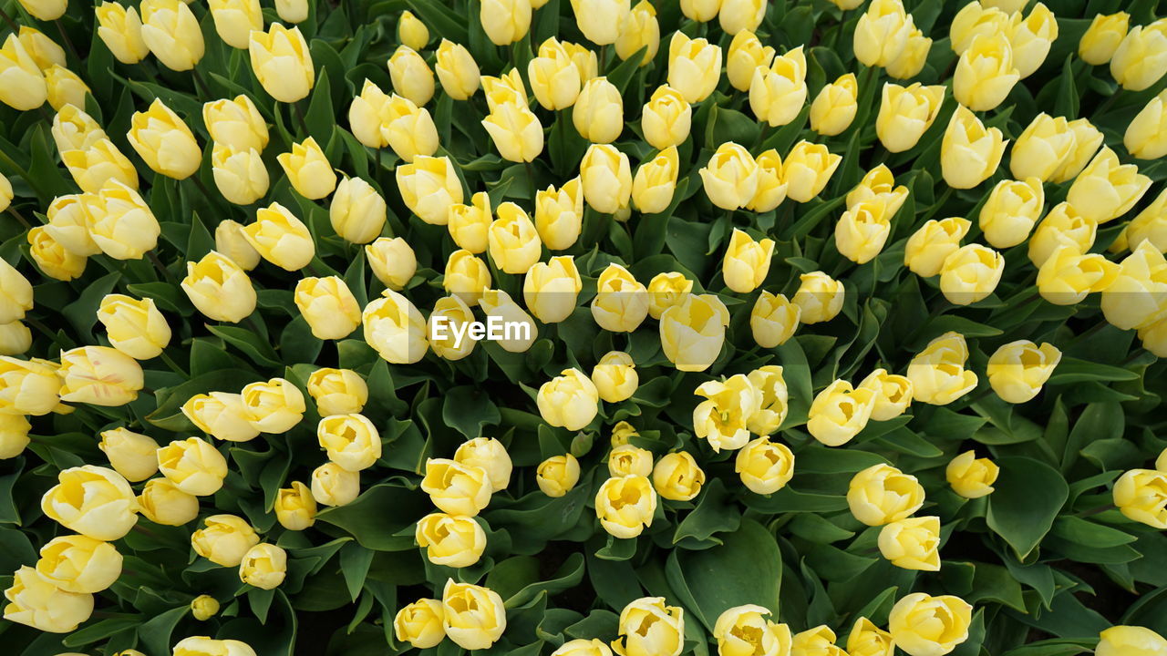 yellow, plant, flower, beauty in nature, flowering plant, freshness, growth, full frame, nature, backgrounds, fragility, no people, flower head, leaf, inflorescence, plant part, close-up, green, petal, abundance, outdoors, day, botany, springtime, high angle view