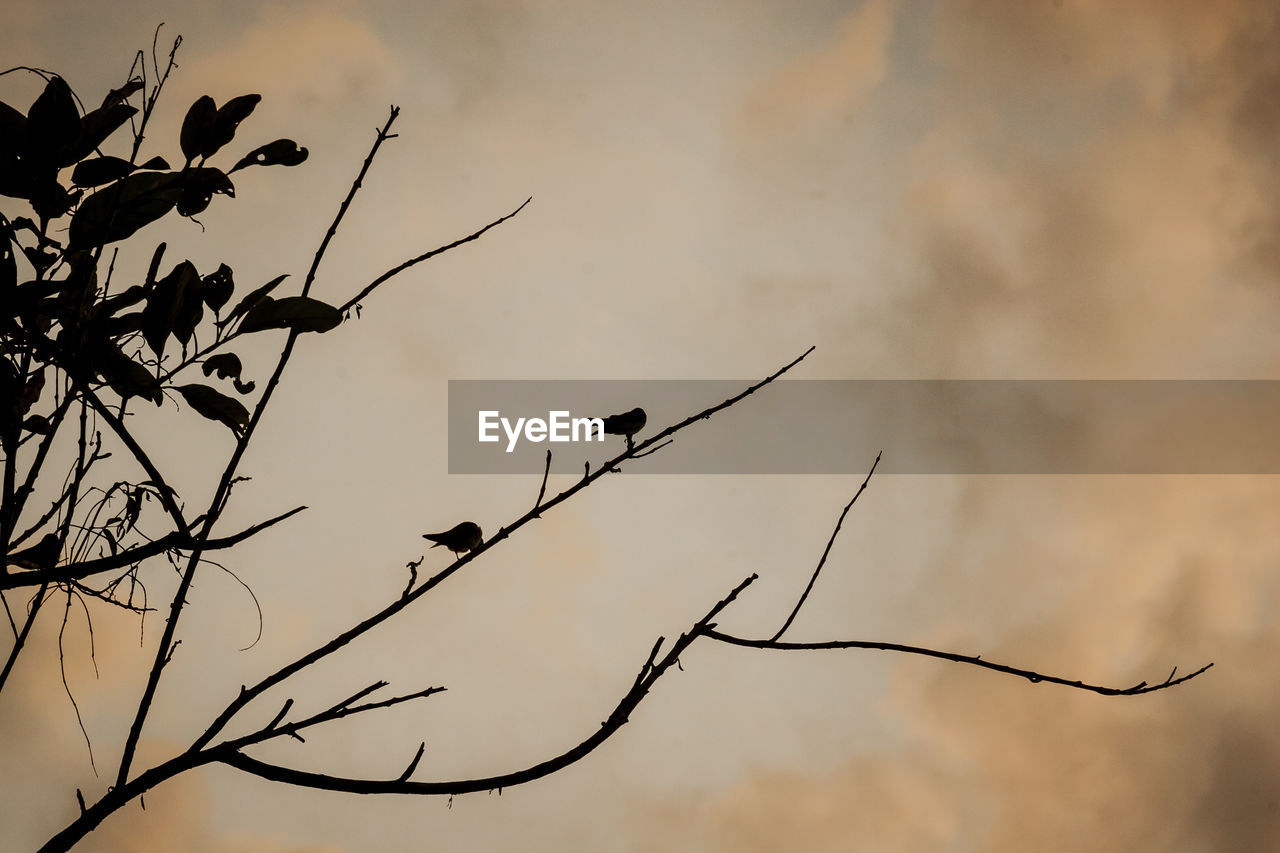 LOW ANGLE VIEW OF SILHOUETTE BIRDS PERCHING ON BRANCH